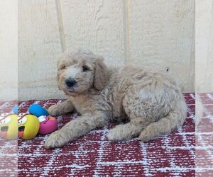 Goldendoodle (Miniature) Litter for sale in PLACERVILLE, CA, USA