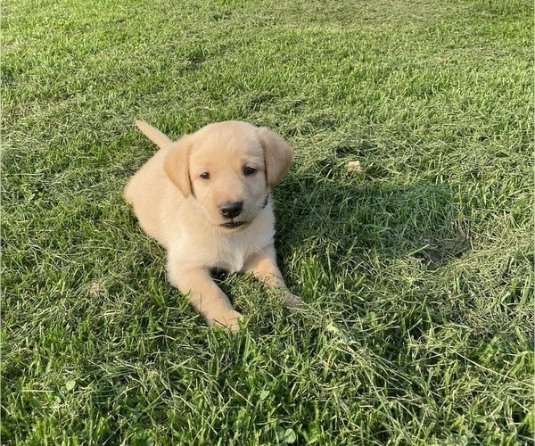 Medium Photo #1 Labrador Retriever Puppy For Sale in WESTBY, WI, USA