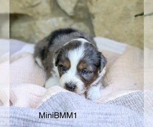 Aussiedoodle Miniature  Litter for sale in MARYSVILLE, IN, USA