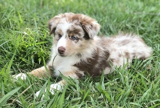 View Ad: Australian Litter Puppies for Sale near Florida, SAINT USA. ADN-107322