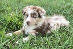 Small Photo #1 Australian Shepherd Puppy For Sale in SAINT JOHNS, FL, USA