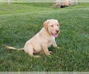 Labrador Retriever Litter for sale in SCHELLSBURG, PA, USA