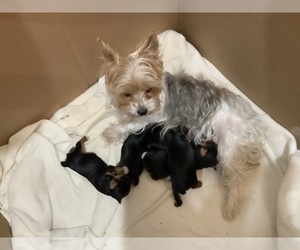 Yorkshire Terrier Litter for sale in RUSH, KY, USA