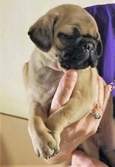 Pug Litter for sale in WEST CHESTER, OH, USA