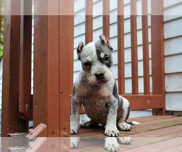 Medium Photo #1 American Bully Puppy For Sale in LEWISBURG, TN, USA