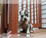Small Photo #1 American Bully Puppy For Sale in LEWISBURG, TN, USA
