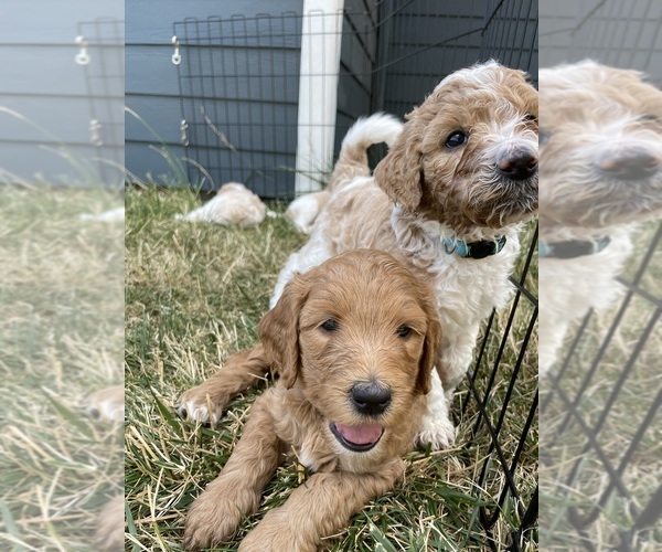 Medium Photo #1 Goldendoodle Puppy For Sale in FOREST GROVE, OR, USA