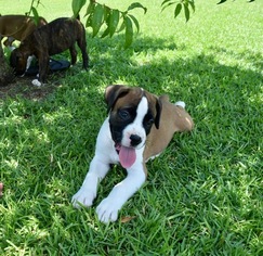 Boxer Litter for sale in WESTMINSTER, SC, USA