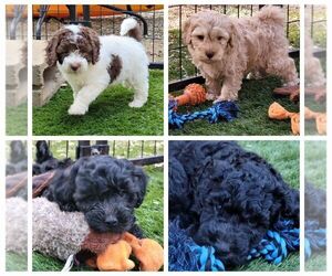 Cockapoo Litter for sale in PIONEER, CA, USA