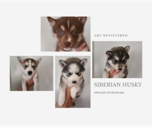 Siberian Husky Litter for sale in KENLY, NC, USA