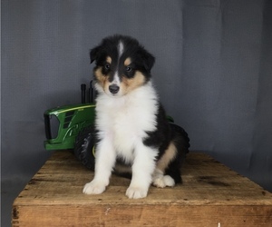 Collie Litter for sale in FREDERICKSBURG, OH, USA