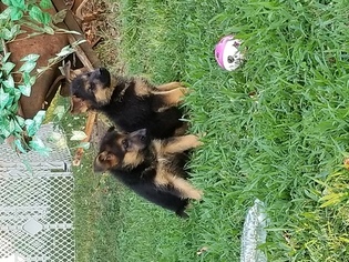 German Shepherd Dog Litter for sale in MONTGOMERY CITY, MO, USA