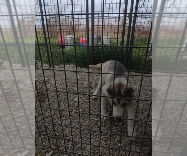 Medium Photo #1 Alaskan Husky Puppy For Sale in COFFEYVILLE, KS, USA