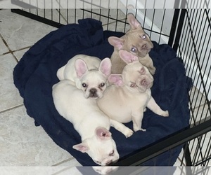 French Bulldog Litter for sale in HAMPSTEAD, NC, USA