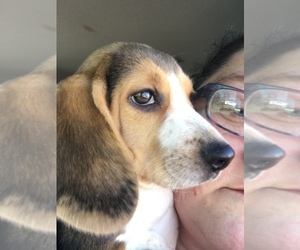 Beagle Litter for sale in AUSTIN, IN, USA