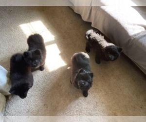 Chow Chow Litter for sale in EDMONDS, WA, USA