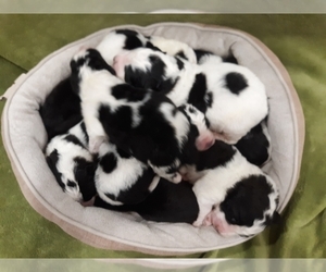 Saint Berdoodle Litter for sale in MARENGO, WI, USA