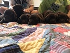 Small Photo #1 English Bulldog-Labrador Retriever Mix Puppy For Sale in MAYPEARL, TX, USA