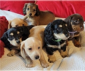 Dachshund Litter for sale in SALEM, OR, USA