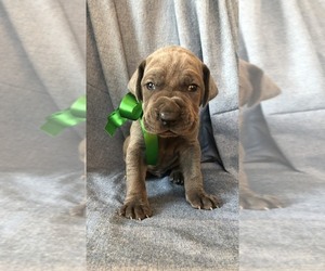 Great Dane Litter for sale in GEORGETOWN, KY, USA