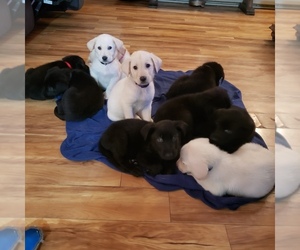 Shepradors Litter for sale in COLUMBIANA, OH, USA