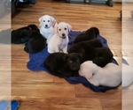 Small Photo #1 Shepradors Puppy For Sale in COLUMBIANA, OH, USA