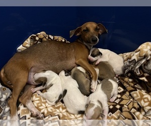 Chihuahua-Chiweenie Mix Litter for sale in SAN ANTONIO, TX, USA
