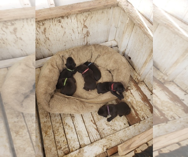 Medium Photo #1 Cane Corso Puppy For Sale in TRINIDAD, CO, USA