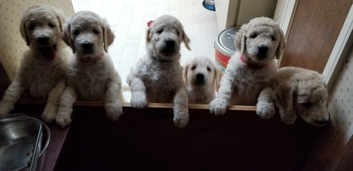 Medium Photo #1 Goldendoodle Puppy For Sale in GRANDVIEW, MO, USA