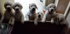 Small Photo #1 Goldendoodle Puppy For Sale in GRANDVIEW, MO, USA