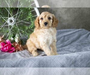 Cavapoo Litter for sale in MILLERSBURG, OH, USA