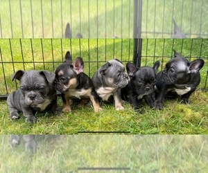French Bulldog Litter for sale in ALBANY, NY, USA