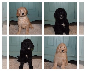 Goldendoodle Litter for sale in RITTMAN, OH, USA