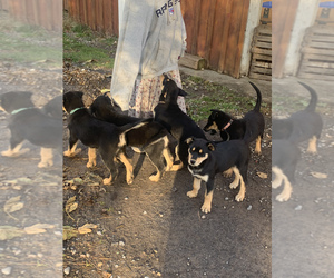 Rottweiler-Siberian Husky Mix Litter for sale in CANOGA, NY, USA