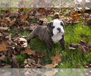 Boston Terrier-English Bulldog Mix Litter for sale in SHREVE, OH, USA