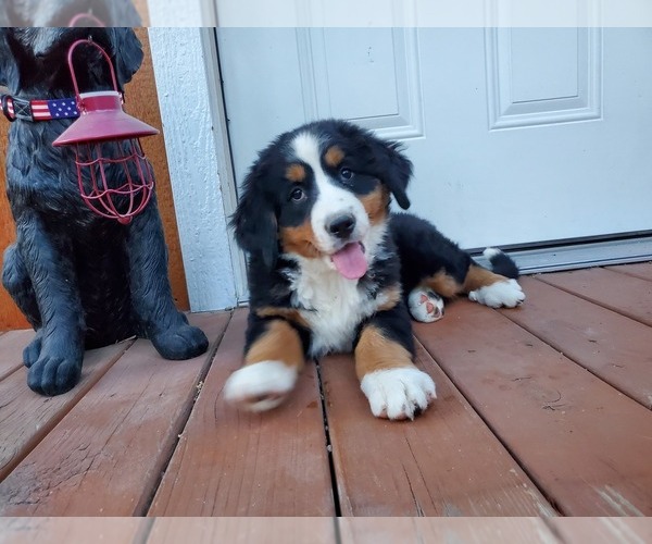 Medium Photo #1 Bernese Mountain Dog Puppy For Sale in PEYTON, CO, USA