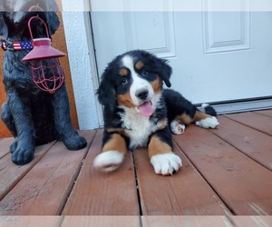 Bernese Mountain Dog Litter for sale in PEYTON, CO, USA