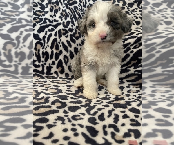 Medium Photo #1 F2 Aussiedoodle Puppy For Sale in SALYERSVILLE, KY, USA