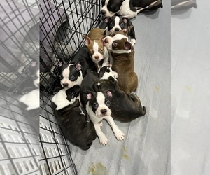 Boston Terrier Litter for sale in TAMPA, FL, USA