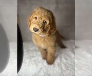 Double Doodle Litter for sale in NAPLES, FL, USA
