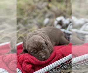 Labrador Retriever Litter for sale in REIDSVILLE, GA, USA