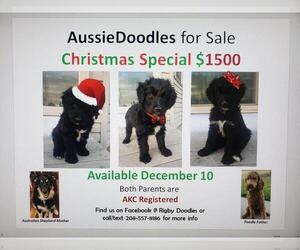Aussiedoodle Litter for sale in RIGBY, ID, USA