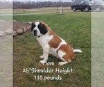 Small Photo #1 Saint Bernard Puppy For Sale in COLBY, WI, USA