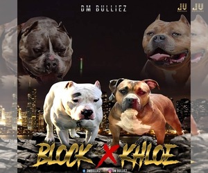 American Bully Litter for sale in SAN ANTONIO, TX, USA