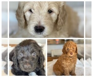 Goldendoodle Litter for sale in PENSACOLA, FL, USA