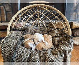 Havachon Litter for sale in NIANGUA, MO, USA