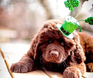 Newfoundland Litter for sale in MADISON, WI, USA