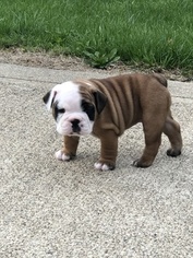 Bulldog Litter for sale in HOWARD, OH, USA