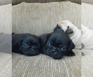 Pug Litter for sale in OCONTO, WI, USA