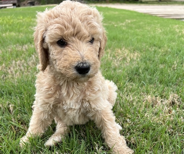 Medium Photo #1 Goldendoodle Puppy For Sale in EDMOND, OK, USA